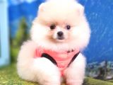 Safkan Pomeranian Boo Yavrularımız