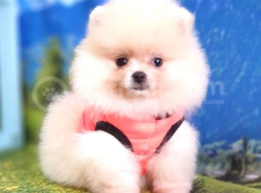 Safkan Pomeranian Boo Yavrularımız görsel