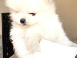 Kusursuz Karbeyaz Ayicik Pomerani̇an Boo
