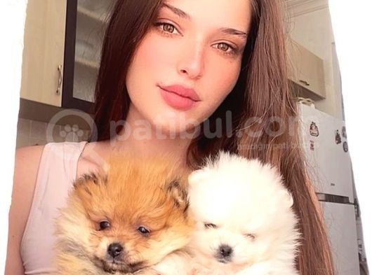 Pomerani̇an Boo Di̇şi̇ Erkek Üst Kali̇te Bebekler görsel