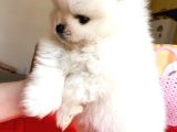 Kartopu Gi̇bi̇ Pomerani̇an Boo Oğlumuz