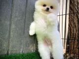 Ayı Surat Pomeranian Boo Yavrularımız