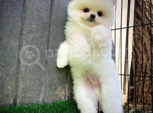 Ayı Surat Pomeranian Boo Yavrularımız görsel