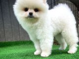 Ayı Surat Pomeranian Boo Yavrularımız