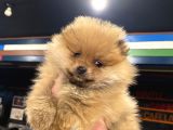 Orange Güzelli̇k Pomerani̇an Boo Kizimiz