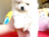 Kartopu Gi̇bi̇ Pomerani̇an Boo Oğlumuz