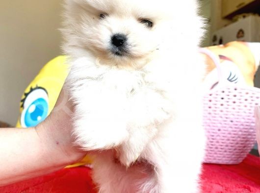 Kartopu Gi̇bi̇ Pomerani̇an Boo Oğlumuz görsel