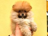 Pomerani̇an Boo Di̇şi̇ Erkek Orange Ayi Surat Bebekler