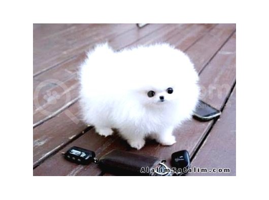 Ayı Surat Pomeranian Boo Yavrularımız