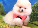 Safkan Pomeranian Boo Yavrularımız