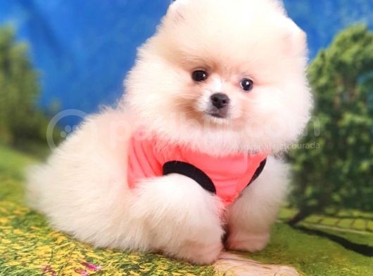Safkan Pomeranian Boo Yavrularımız görsel