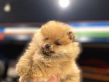 Orange Güzelli̇k Pomerani̇an Boo Kizimiz