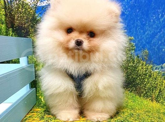 Safkan Pomeranian Boo Yavrularımız görsel