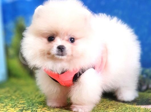Safkan Pomeranian Boo Yavrularımız görsel