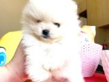 Kartopu Gi̇bi̇ Pomerani̇an Boo Oğlumuz