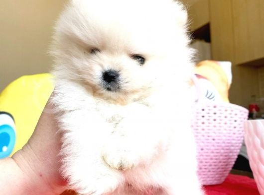 Kartopu Gi̇bi̇ Pomerani̇an Boo Oğlumuz görsel