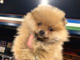 Orange Güzelli̇k Pomerani̇an Boo Kizimiz
