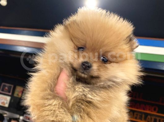 Orange Güzelli̇k Pomerani̇an Boo Kizimiz görsel