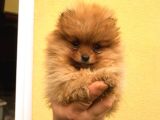 Pomerani̇an Boo Di̇şi̇ Erkek Orange Ayi Surat Bebekler
