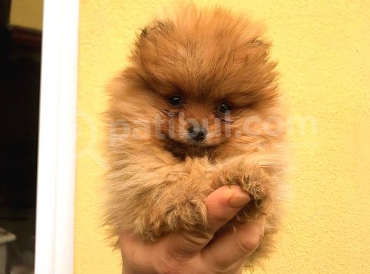 Pomerani̇an Boo Di̇şi̇ Erkek Orange Ayi Surat Bebekler görsel