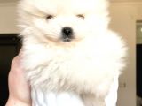 Kusursuz Karbeyaz Ayicik Pomerani̇an Boo