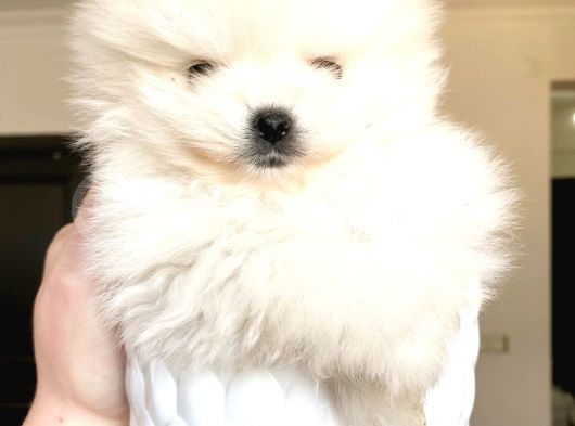 Kusursuz Karbeyaz Ayicik Pomerani̇an Boo