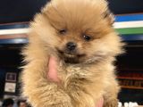 Orange Güzelli̇k Pomerani̇an Boo Kizimiz