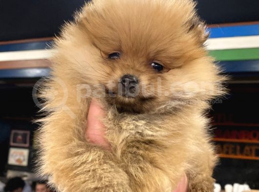 Orange Güzelli̇k Pomerani̇an Boo Kizimiz görsel