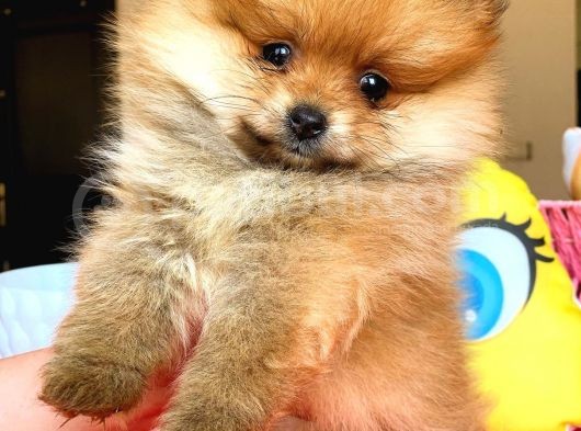 Pomerani̇an Boo Di̇şi̇ Erkek Orange Ayi Surat Bebekler görsel