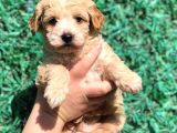 Orjinal Maltipoo Yavrumuz Teslime Hazır
