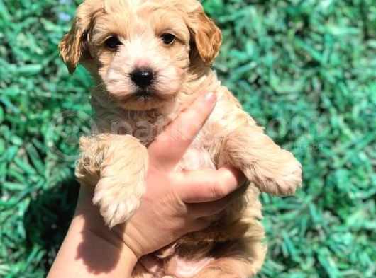 Orjinal Maltipoo Yavrumuz Teslime Hazır görsel