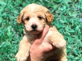 Orjinal Maltipoo Yavrumuz Teslime Hazır