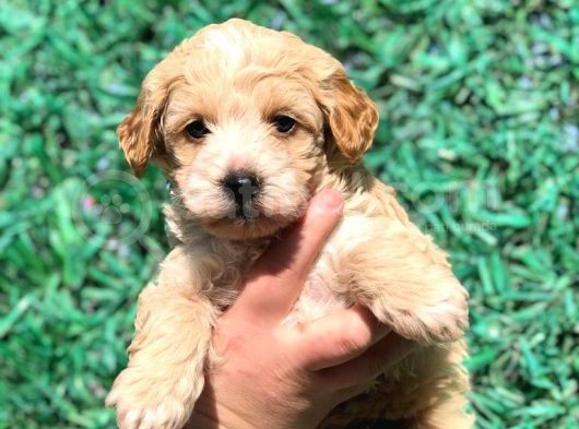Orjinal Maltipoo Yavrumuz Teslime Hazır
