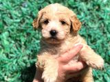 Orjinal Maltipoo Yavrumuz Teslime Hazır