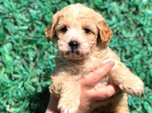 Orjinal Maltipoo Yavrumuz Teslime Hazır görsel