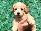 Orjinal Maltipoo Yavrumuz Teslime Hazır