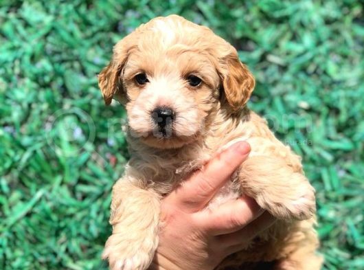 Orjinal Maltipoo Yavrumuz Teslime Hazır görsel