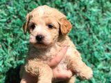 Orjinal Maltipoo Yavrumuz Teslime Hazır