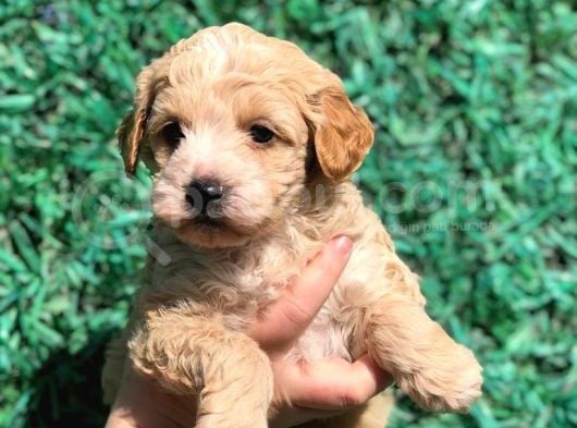 Orjinal Maltipoo Yavrumuz Teslime Hazır görsel