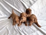 Toy Poodle Red