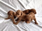 Toy Poodle Red