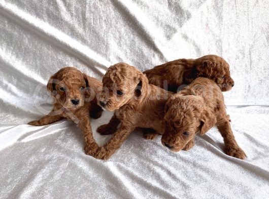 Toy Poodle Red görsel