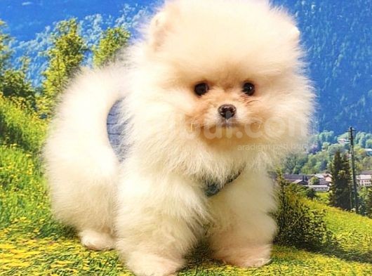 Teddy Face Pomeranian Boo Yavrularımız görsel