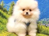 Teddy Face Pomeranian Boo Yavrularımız