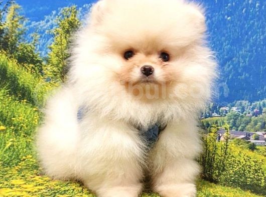 Teddy Face Pomeranian Boo Yavrularımız görsel
