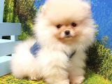 Teddy Face Pomeranian Boo Yavrularımız