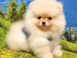 Teddy Face Pomeranian Boo Yavrularımız