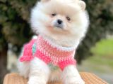 Safkan Pomeranian Boo Yavrularımız
