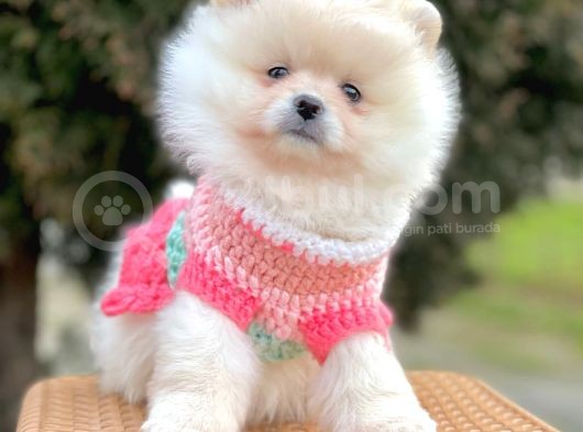 Safkan Pomeranian Boo Yavrularımız görsel