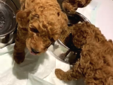 toy poodle orjinal red brawn